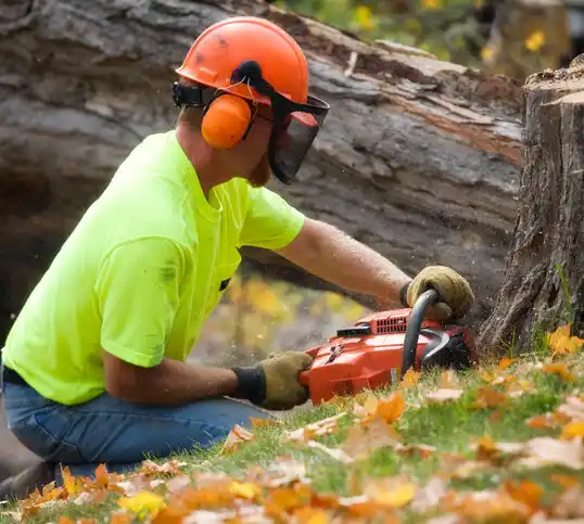 tree services Seat Pleasant